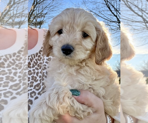 Medium Photo #1 Cockapoo Puppy For Sale in EAST BERLIN, PA, USA