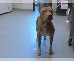 Small American Pit Bull Terrier Mix