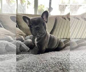 French Bulldog Puppy for sale in MODESTO, CA, USA