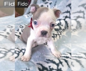 Boston Terrier Puppy for sale in MINERAL WELLS, WV, USA