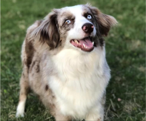 Mother of the Miniature Australian Shepherd puppies born on 02/15/2026