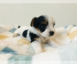 Puppy Puppy 2 Yorkshire Terrier