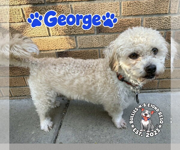 Medium Photo #5 Mutt Puppy For Sale in Omaha, NE, USA