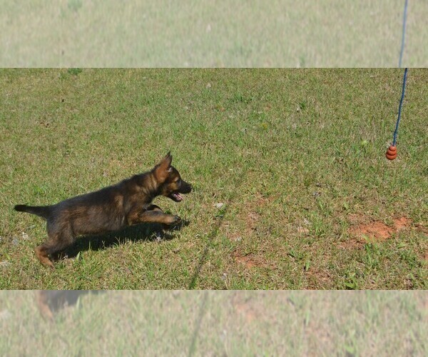 Medium Photo #1 German Shepherd Dog Puppy For Sale in POWDER SPRINGS, GA, USA