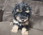 Puppy 4 Cavapoo-Maltipoo Mix