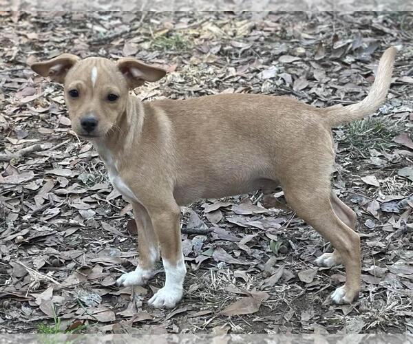 Medium Photo #4 Chihuahua-Unknown Mix Puppy For Sale in Yardley, PA, USA