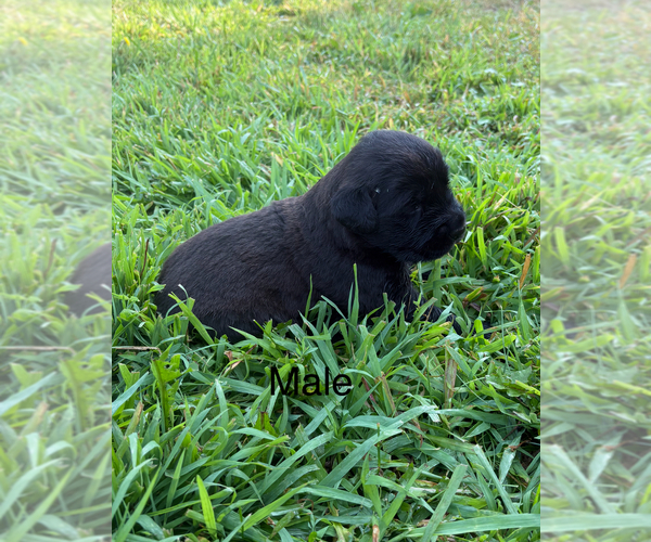 Medium Photo #4 Golden Labrador-Unknown Mix Puppy For Sale in BUFFALO, MN, USA