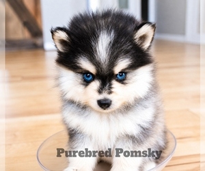 Pomsky Puppy for sale in KANSAS CITY, MO, USA