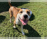 Small #1 American Pit Bull Terrier
