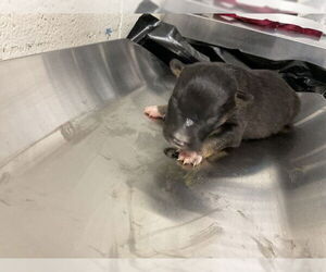 German Shepherd Dog-Unknown Mix Dogs for adoption in San Bernardino, CA, USA