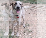Small #3 Great Pyrenees Mix