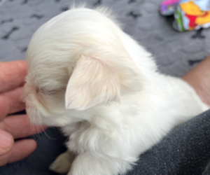 Maltese Puppy for sale in MODESTO, CA, USA