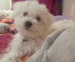 Small Photo #1 Bichon Frise Puppy For Sale in MAGNA, UT, USA