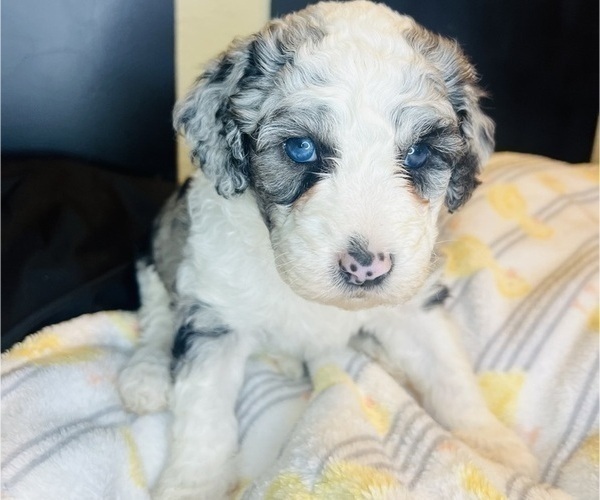 Medium Photo #14 Sheepadoodle Puppy For Sale in HUNTINGTON BEACH, CA, USA