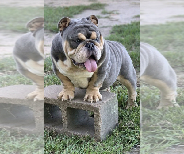 Medium Photo #1 Bulldog Puppy For Sale in MISSOURI CITY, TX, USA