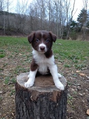 Border Collie Puppy for sale in ATHENS, WV, USA