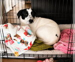 Small Photo #2 Borador Puppy For Sale in Salt Lake City, UT, USA