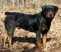 Small Photo #1 Rottweiler Puppy For Sale in OWINGSVILLE, KY, USA