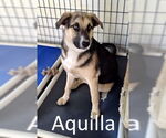Small #6 German Shepherd Dog Mix