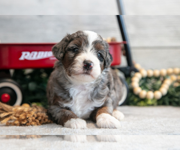 Medium Photo #1 Goldendoodle (Miniature) Puppy For Sale in MIDDLEBURY, IN, USA