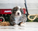 Puppy Carter Goldendoodle (Miniature)