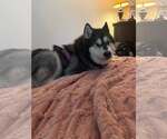 Small #1 Alaskan Malamute
