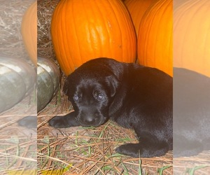 Labrador Retriever Puppy for sale in OSYKA, MS, USA