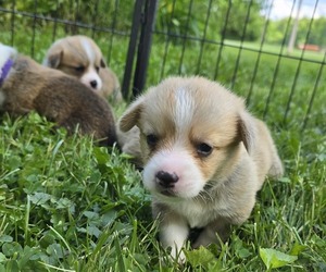 Pembroke Welsh Corgi Puppy for Sale in SOUTHINGTON, Ohio USA