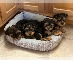 Yorkshire Terrier Puppy for sale in PR DU CHIEN, WI, USA