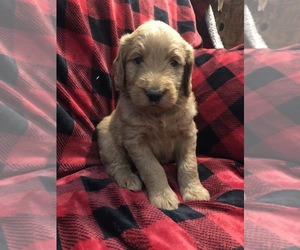 Goldendoodle Puppy for sale in MIDDLEBURG, VA, USA