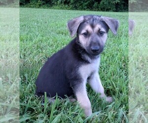German Shepherd Dog Puppy for sale in WOODBURN, KY, USA
