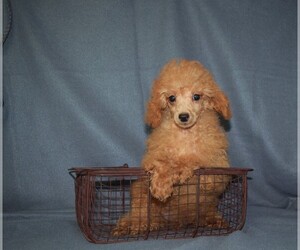 Poodle (Toy) Puppy for sale in BARNESVILLE, KS, USA