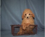 Small Photo #1 Poodle (Toy) Puppy For Sale in BARNESVILLE, KS, USA