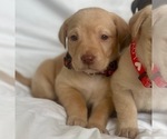 Small Photo #1 Labrador Retriever Puppy For Sale in PENROSE, CO, USA