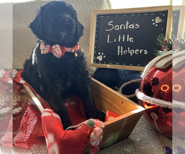 Medium Photo #33 Goldendoodle Puppy For Sale in FORT LAUDERDALE, FL, USA