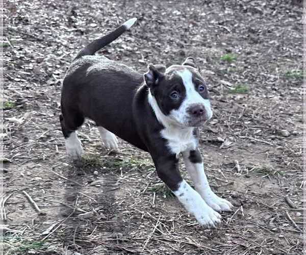 Medium Photo #5 American Staffordshire Terrier-Catahoula Leopard Dog Mix Puppy For Sale in Holly Springs, NC, USA