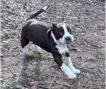 Small #4 American Staffordshire Terrier-Catahoula Leopard Dog Mix
