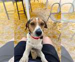 Small #7 Beagle