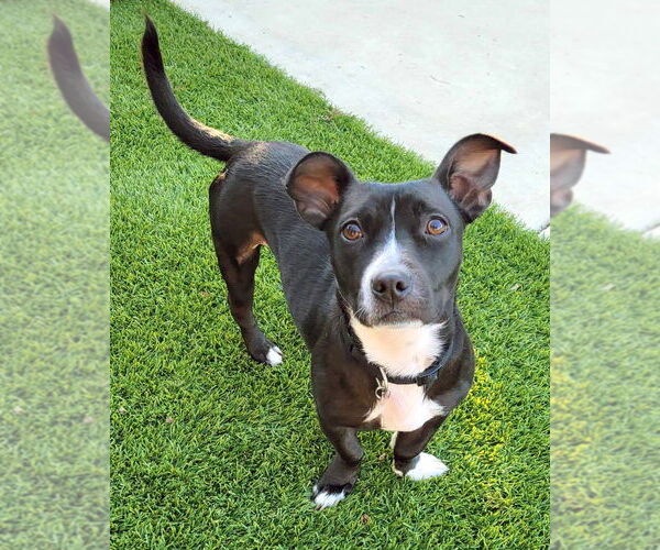 Medium Photo #3 American Pit Bull Terrier-Dachshund Mix Puppy For Sale in Corona, CA, USA