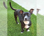 Small #2 American Pit Bull Terrier-Dachshund Mix