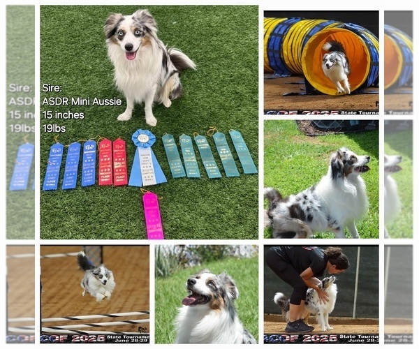 Medium Photo #1 Miniature American Shepherd Puppy For Sale in RIVERVIEW, FL, USA