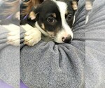 Small Border Collie-Chihuahua Mix