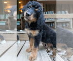 Small #1 Bernese Mountain Dog Mix