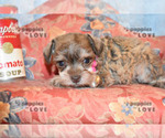 Small Photo #11 Schnauzer (Miniature) Puppy For Sale in SANGER, TX, USA