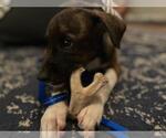 Small Photo #8 Plott Hound Puppy For Sale in Doylestown, PA, USA