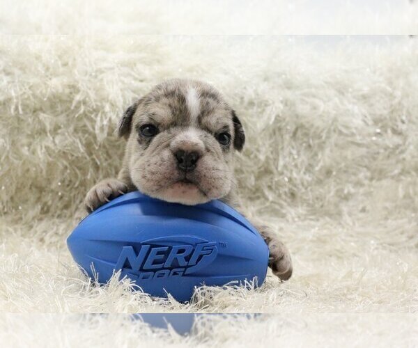 Medium Photo #4 English Bulldog Puppy For Sale in MEDINA, WA, USA