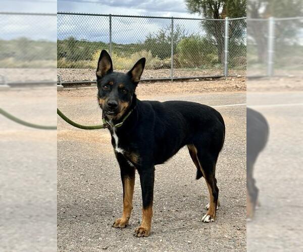 Medium Photo #1 Australian Kelpie Puppy For Sale in Globe, AZ, USA