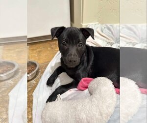 Dachshund-Labrador Retriever Mix Dogs for adoption in Princeton, MN, USA