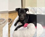 Small Photo #1 Dachshund-Labrador Retriever Mix Puppy For Sale in Princeton, MN, USA