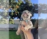 Small Photo #5 French Bulldog Puppy For Sale in ROSEMEAD, CA, USA